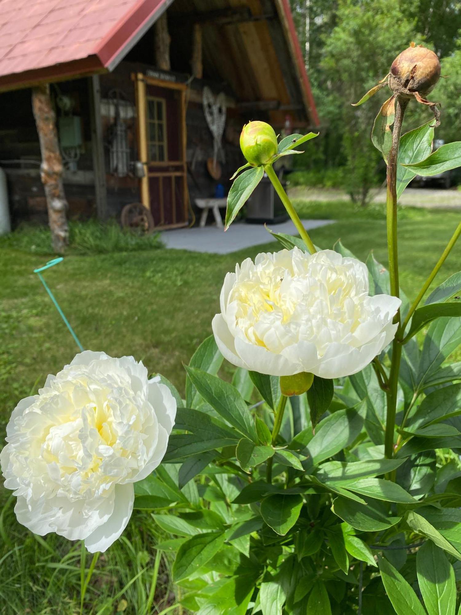 Trapper John'S Cabin & Cottages Talkeetna Exterior foto